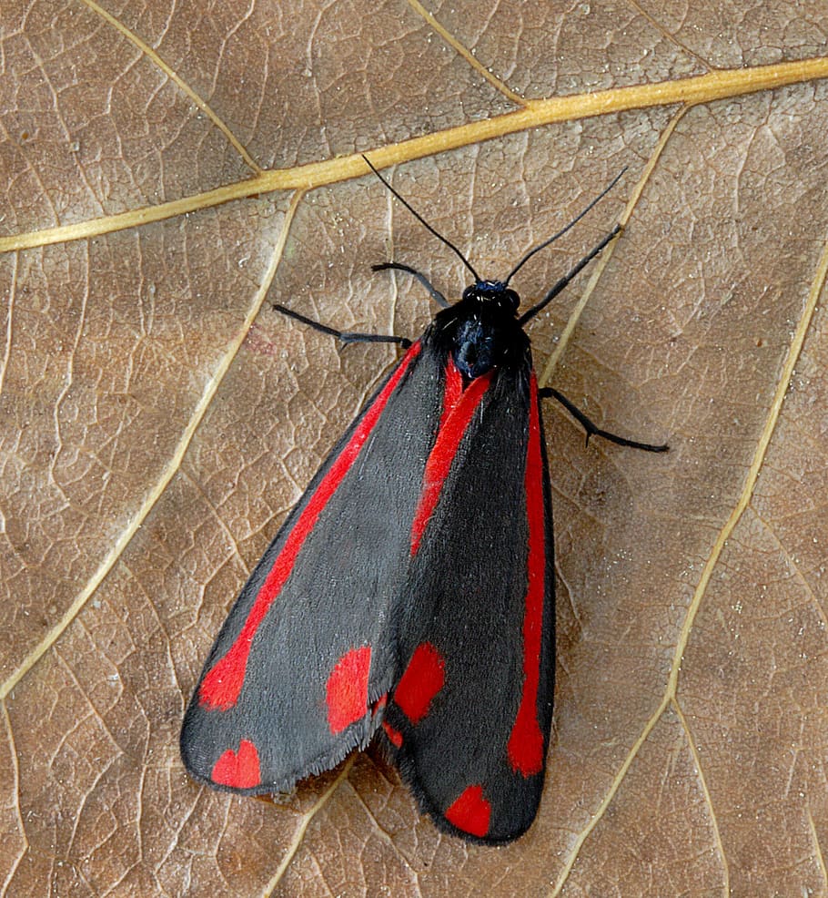 moth, cinnabar, red, black, pattern, insect, summer, uk, bright HD wallpaper