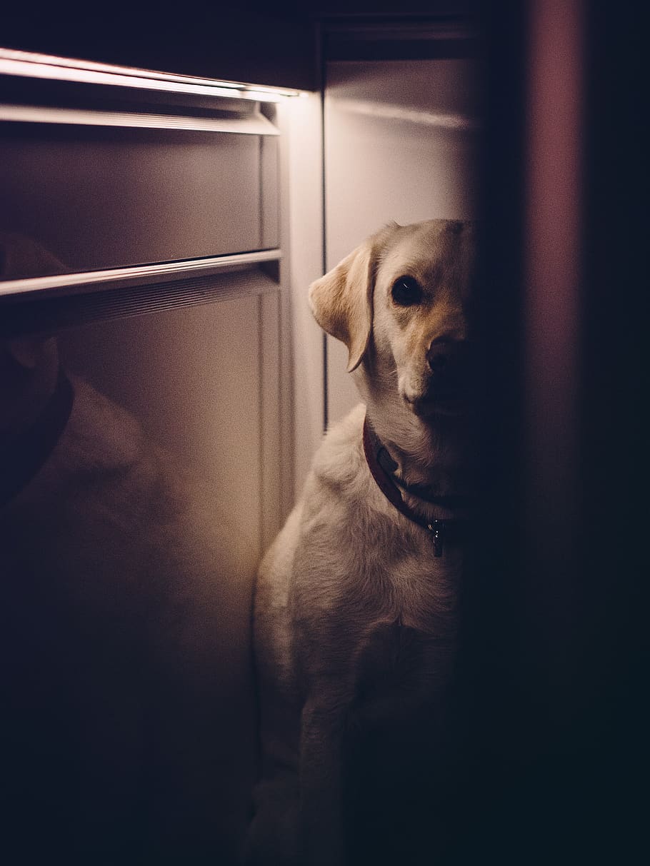 dog, animals, shadows, dark, doorway, pets, domestic, domestic animals HD wallpaper