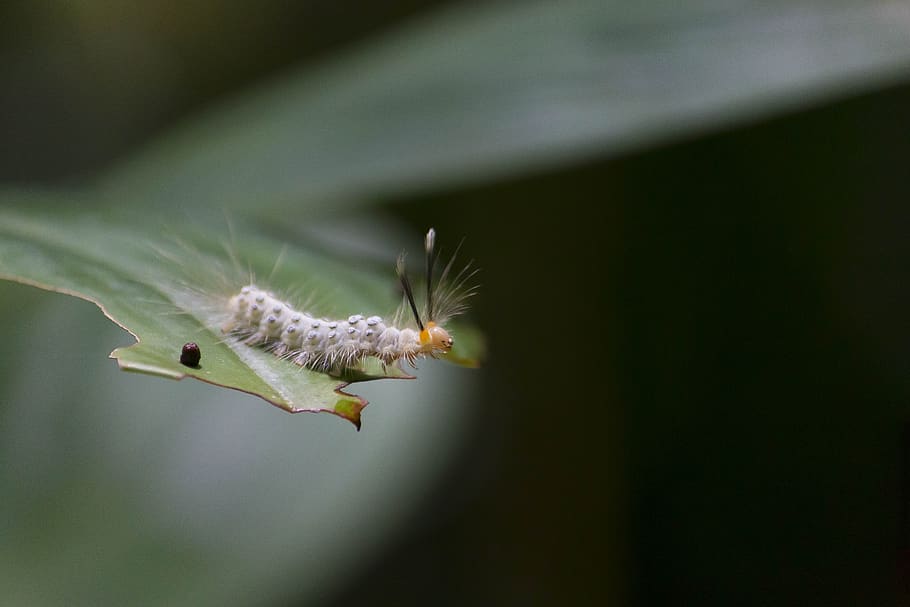 caterpillar, sheet, nature, bug, green, butterfly, animals HD wallpaper