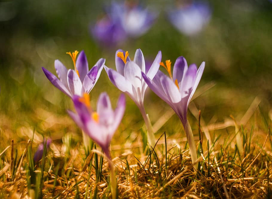 shallow focus photography of purple flowers, spring, petal, crocus HD wallpaper