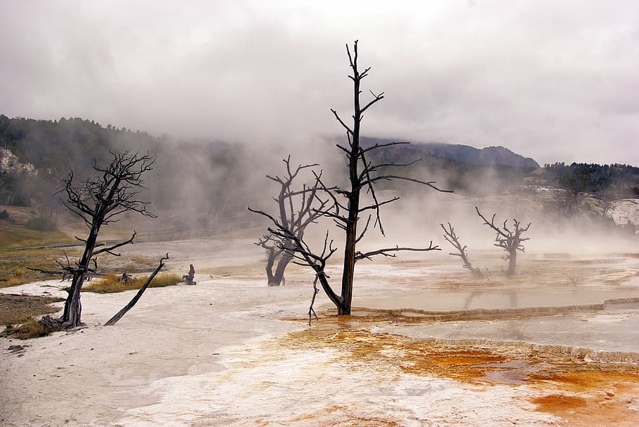 canary spring vapors, mammoth, hot, yellowstone, national, park HD wallpaper