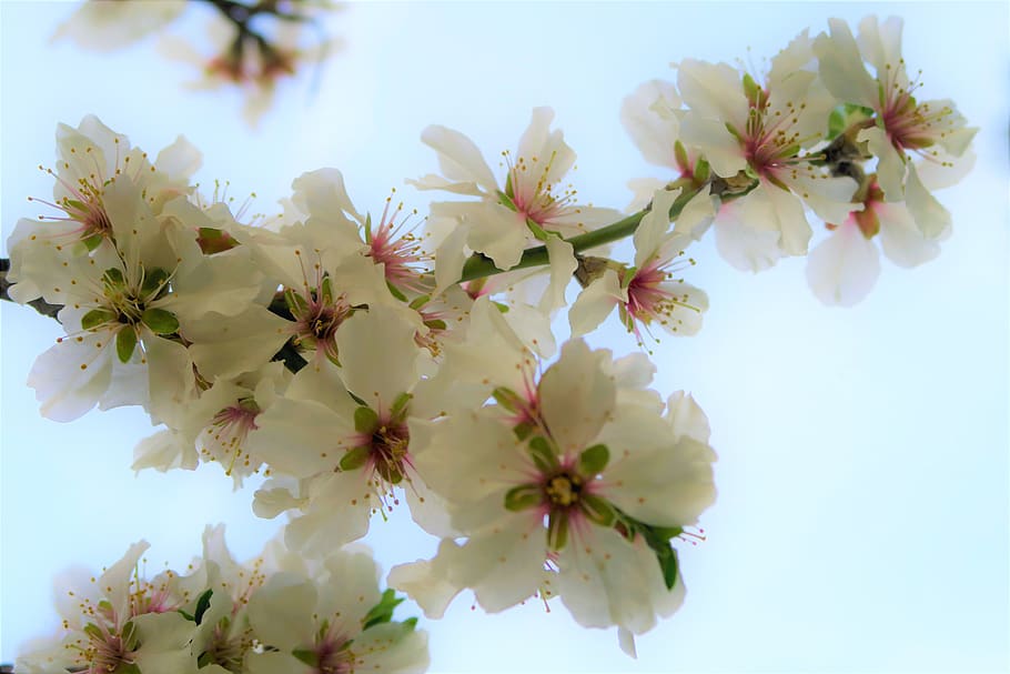 flower, tree, spring, nature, branch, beautiful, pink, white HD wallpaper