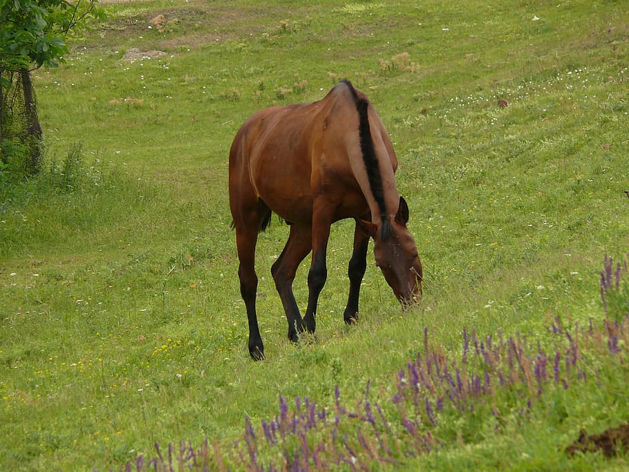 moldova, nature, animals, brown, green, horse, grass, mammal HD wallpaper