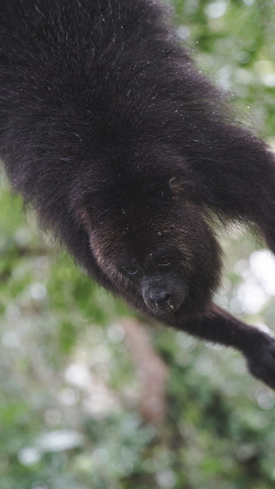 monkey, wildlife, belize, forest, hairy, one animal, mammal HD wallpaper