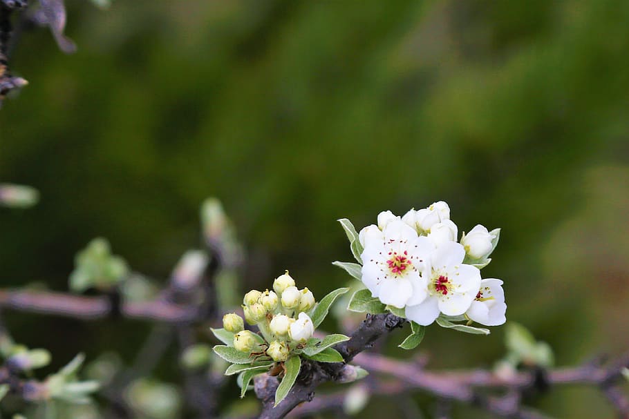 flower, nature, spring, plant, beautiful, bud, pink, color HD wallpaper