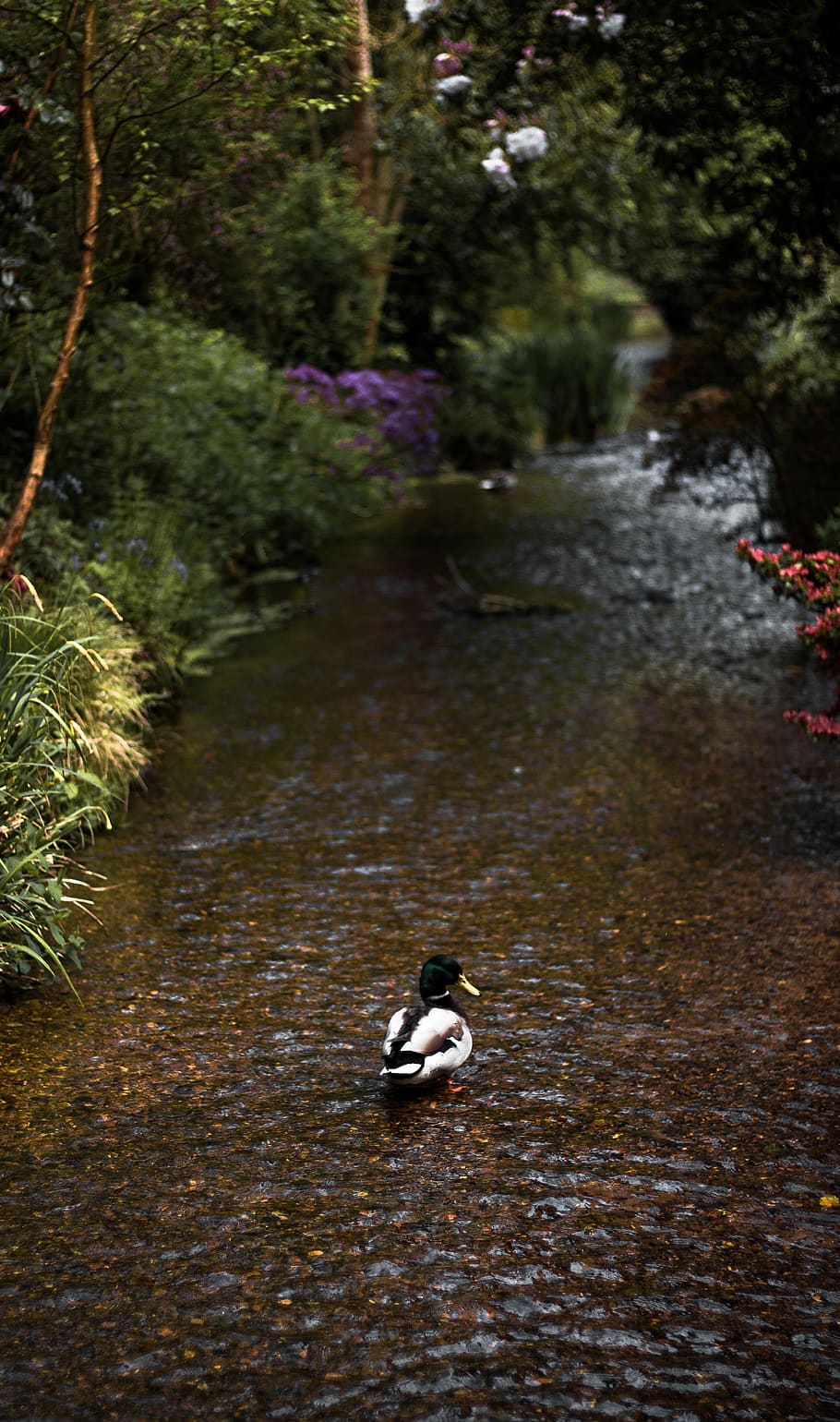 mallard duck on stream, animal wildlife, animals in the wild HD wallpaper