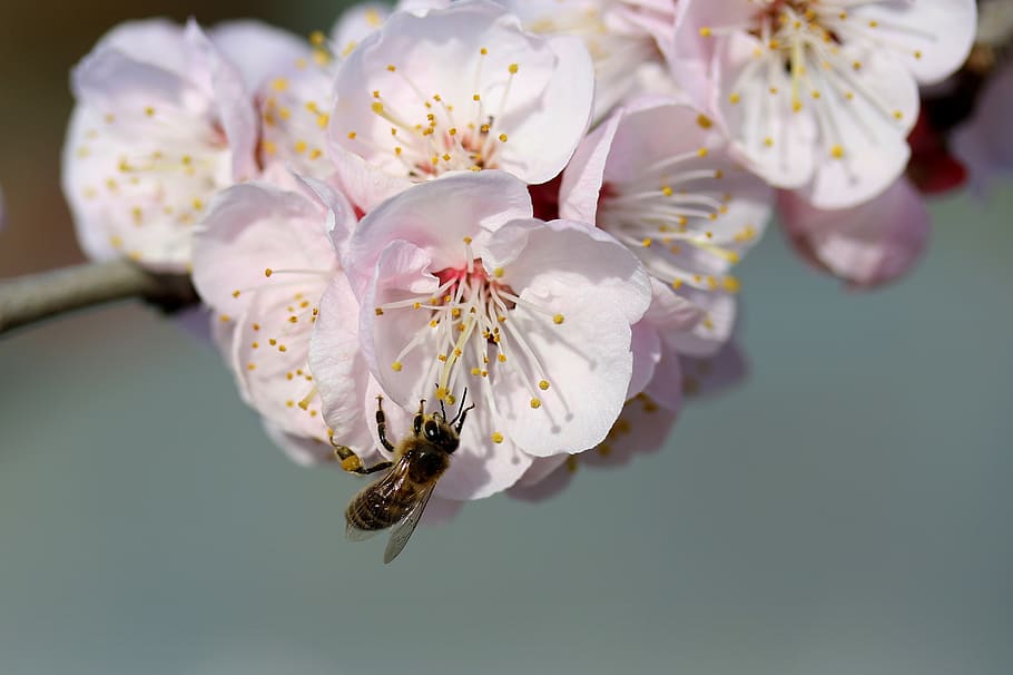 bee, flowers, white, spring, tree, casey, nature, supplies HD wallpaper