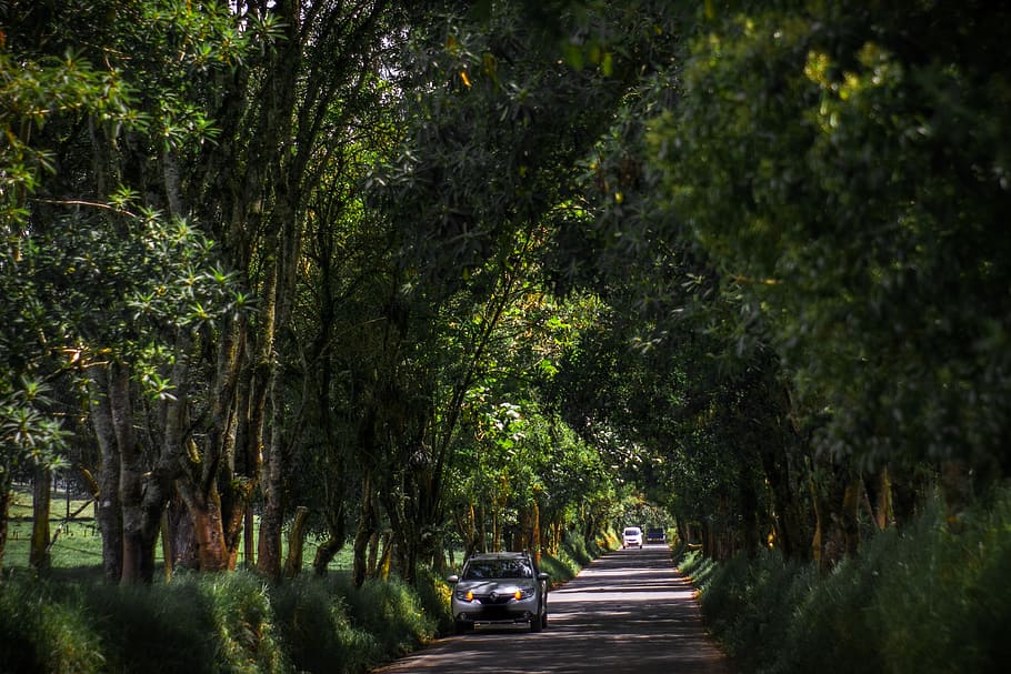 colombia, cocora, green road, trees, green tunnel, plant, transportation HD wallpaper