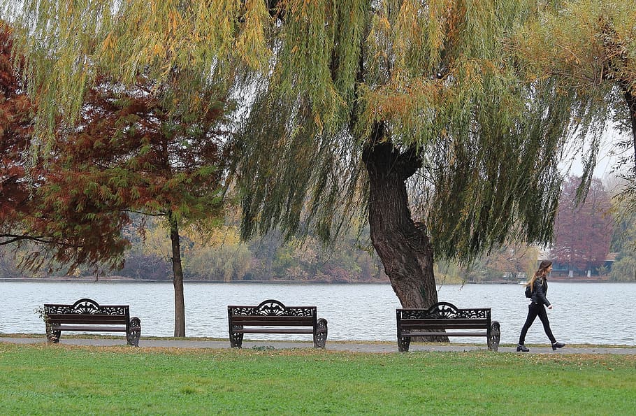 lake, autumn, landscape, trees, grass, passer, benches, nature HD wallpaper