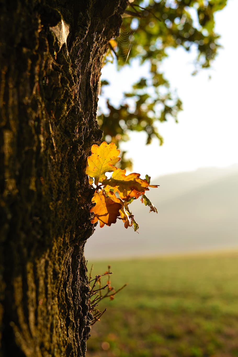 tree, oak, oak leaf, morning sun, lighting, nature, leaves HD wallpaper