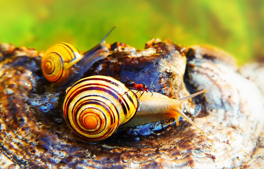 animal wildlife, animals in the wild, animal themes, close-up HD wallpaper