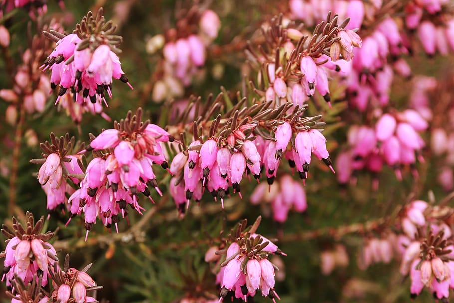 erica, heather, evergreen, heide, pink, purple, nature, ericaceae HD wallpaper