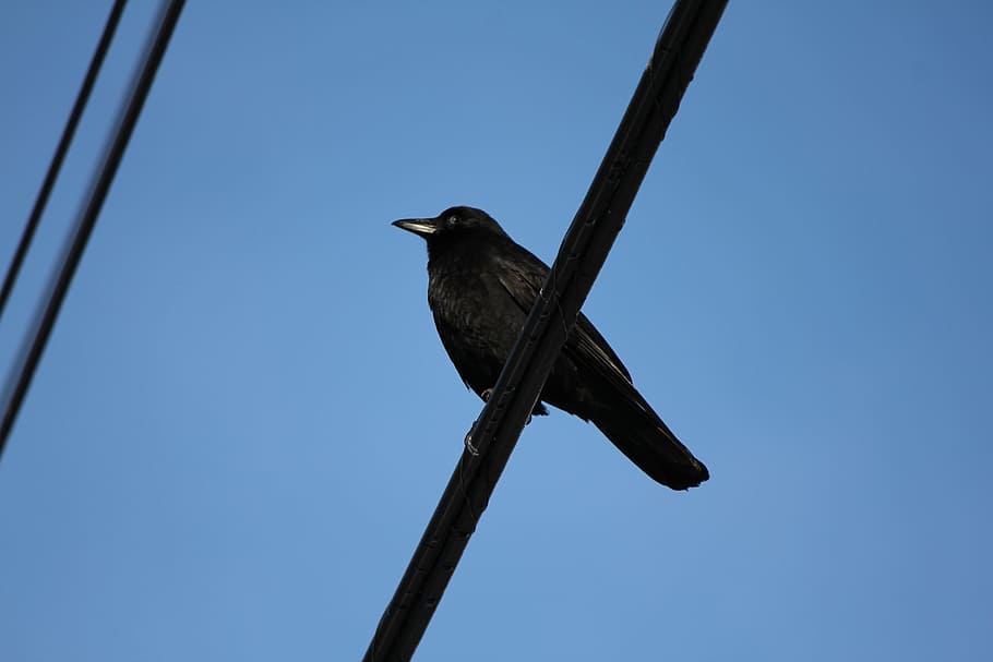 Black Crow on Cable, bird, blue sky, animal themes, animal wildlife HD wallpaper