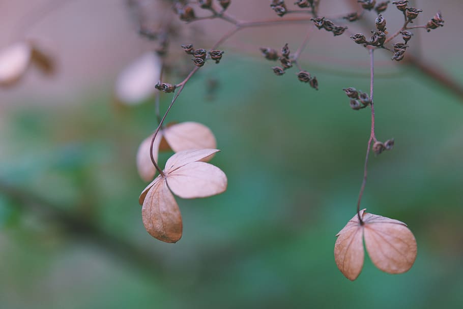leaf, plant, veins, blossom, flower, pottery, jar, vase, potted plant HD wallpaper