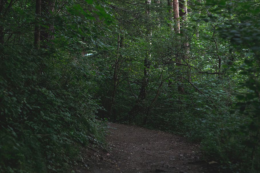 austria, innsbruck, plant, tree, forest, land, growth, direction HD wallpaper