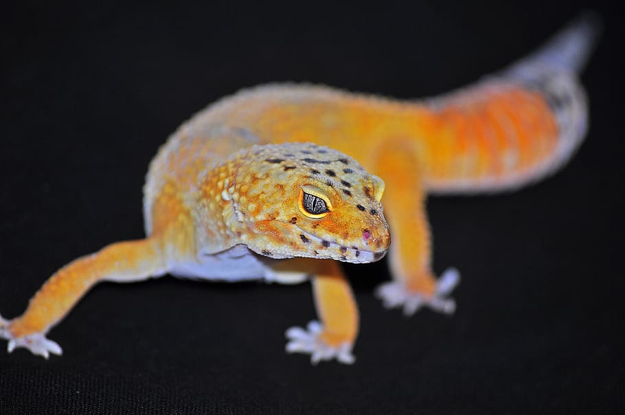 gecko, lizard, yellow, eye, reptile, animal, animal themes HD wallpaper