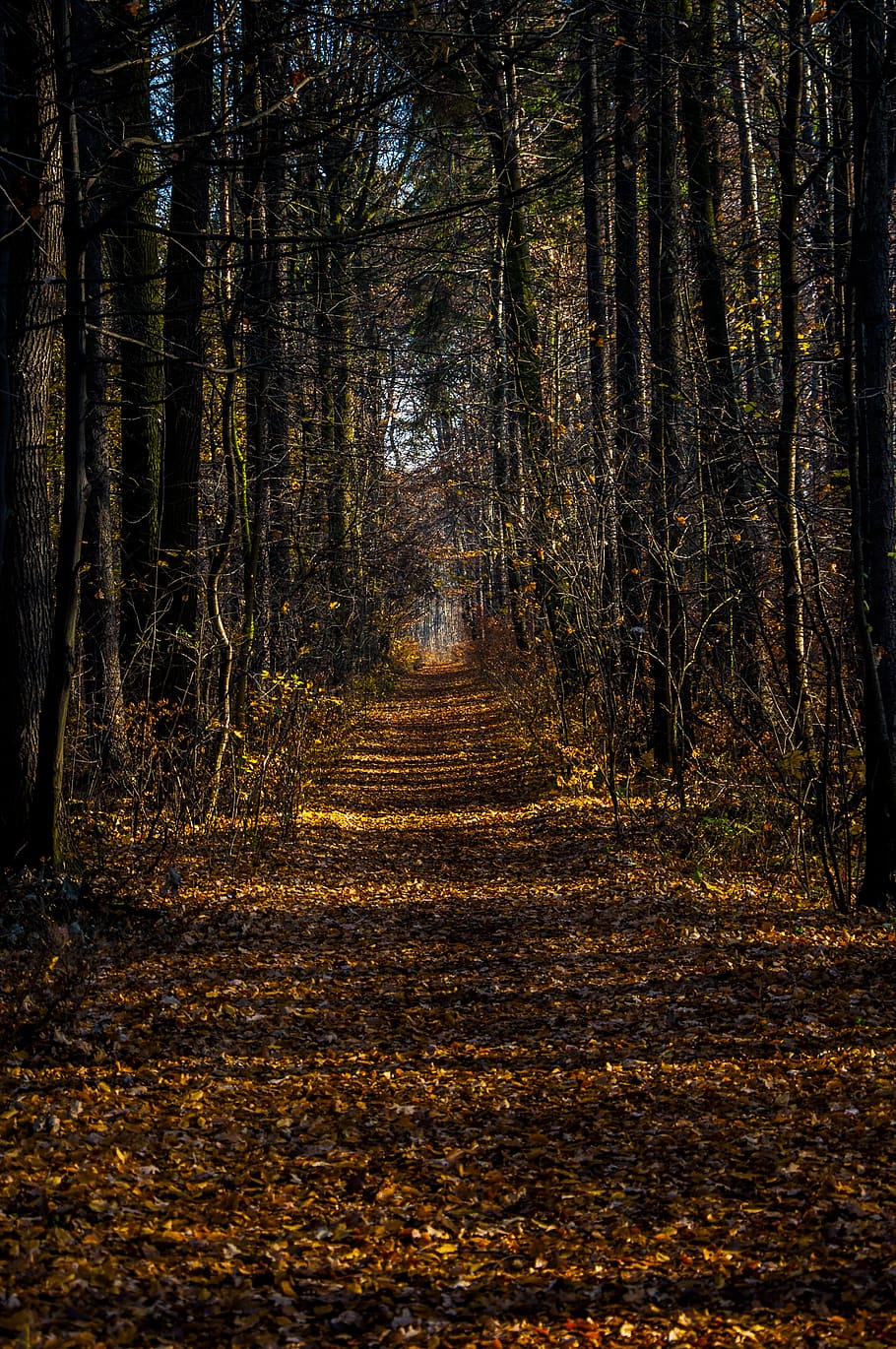 forest, autumn, tree, foliage, landscape, nature, forests, in the fall HD wallpaper