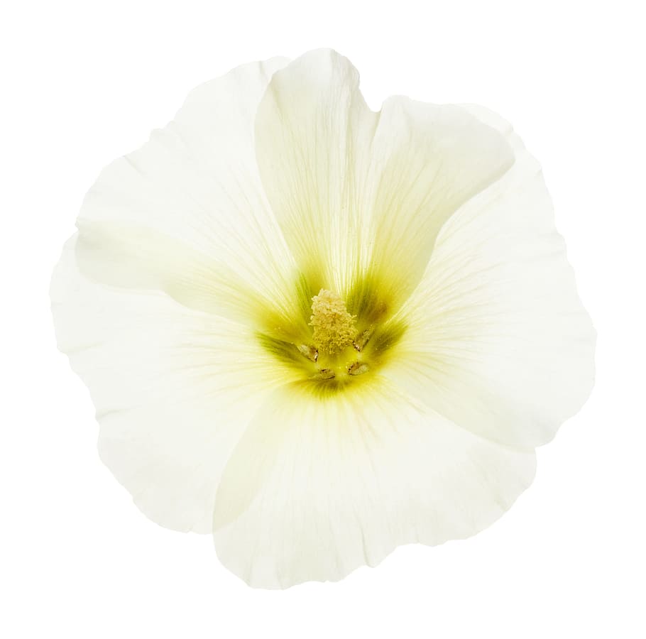 white, isolated, flower, closeup, detail, flora, floral, flores HD wallpaper