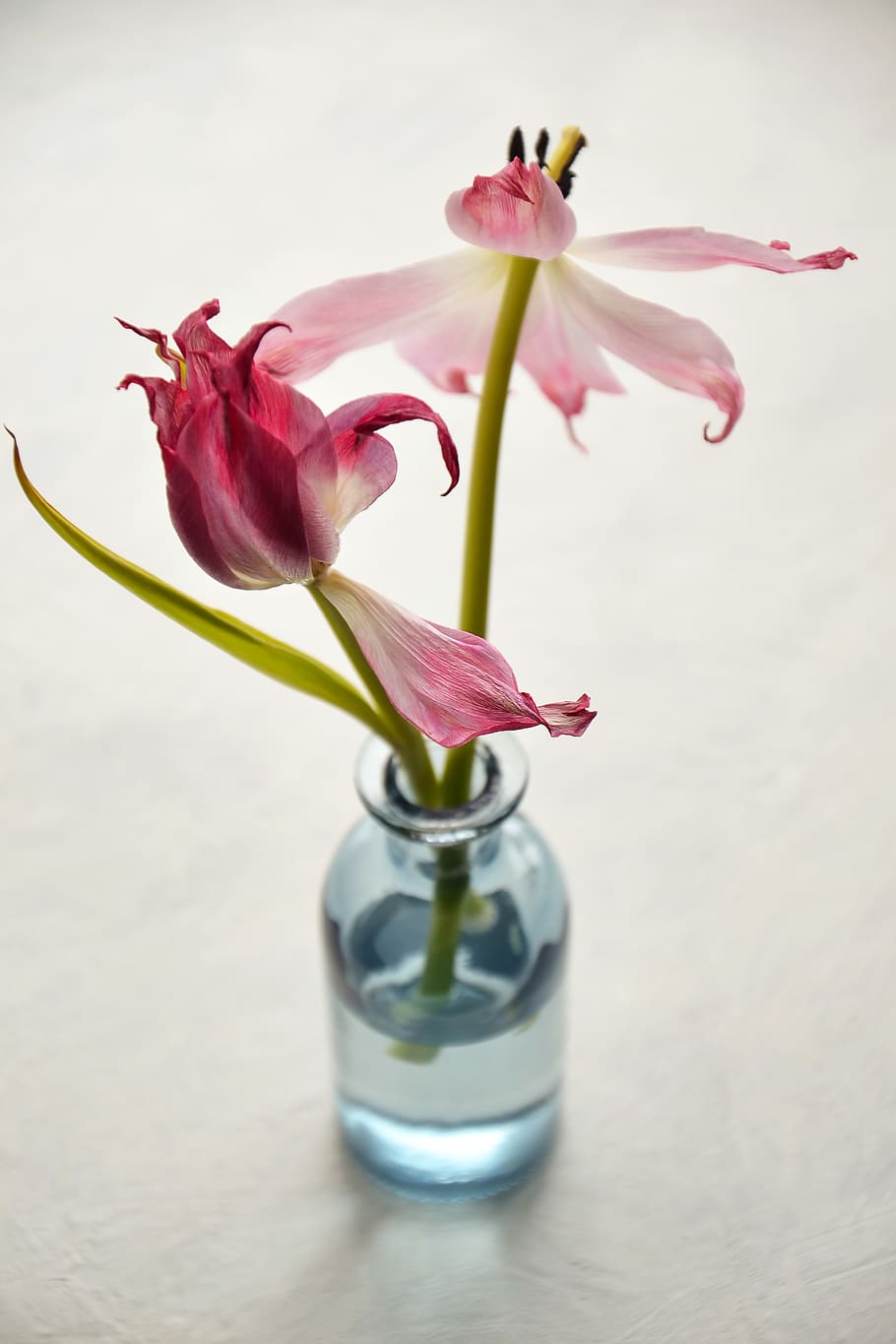 Pink Petaled Flowers On Clear Glass Vase , bloom, blossom, flora HD wallpaper
