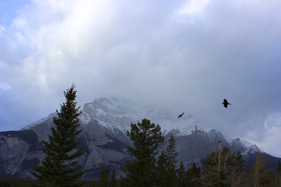 alberta, canada, birds, trees, forest, black birds, mountains, HD wallpaper