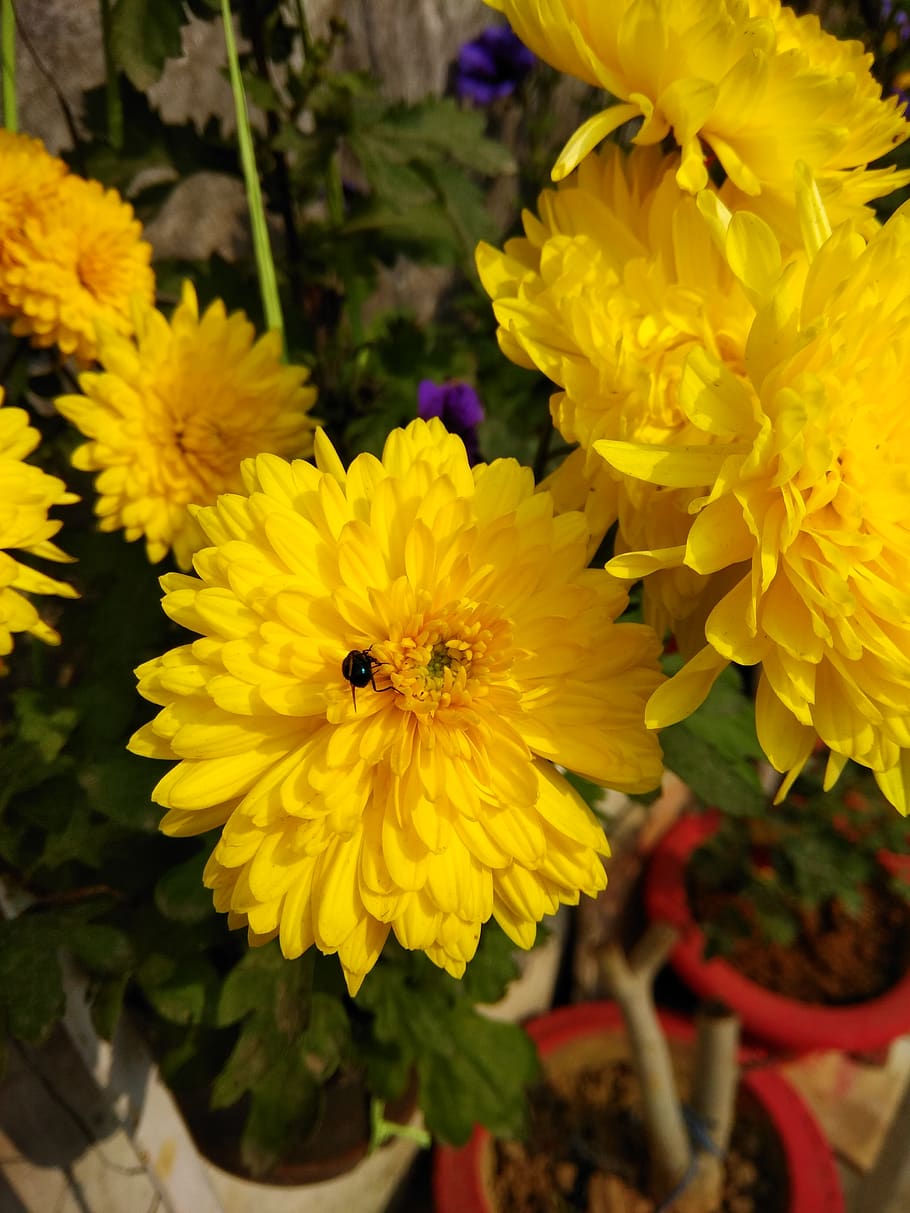 flower, yellow, flowering plant, fragility, vulnerability, petal HD wallpaper