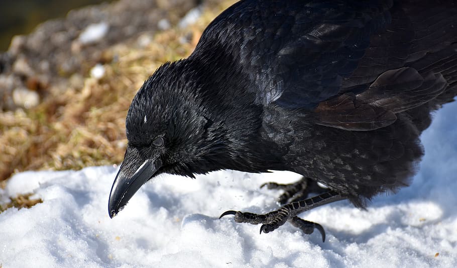 In snow raven What was