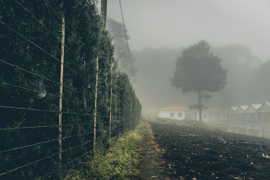 mist, tree, bush, hedge, fence, wall, plant, fog, nature, no people HD wallpaper