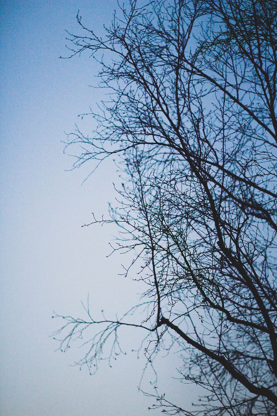 black bare tree, animal, bird, flying, plant, outdoors, nature HD wallpaper