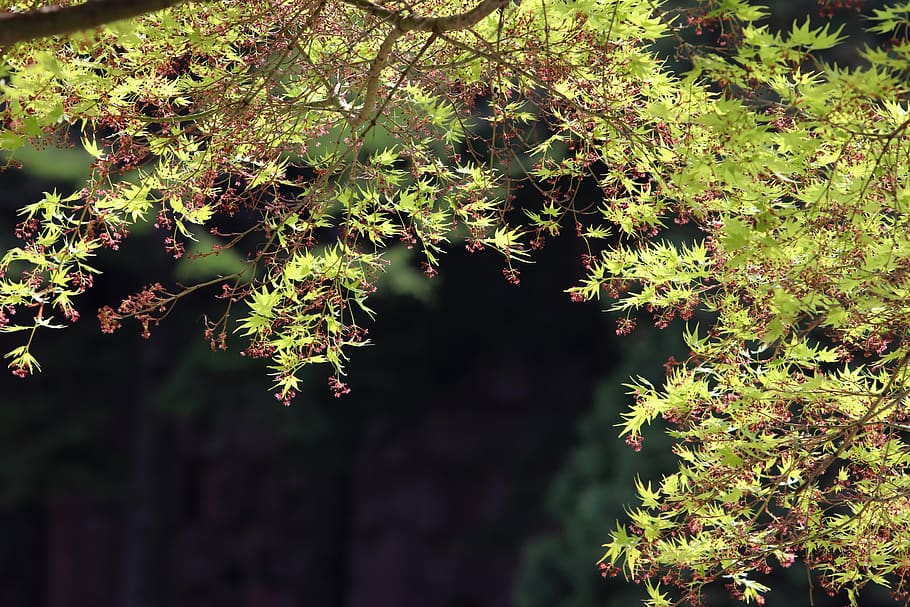 blue, bud, the leaves, wood, plants, nature, garden, spring HD wallpaper