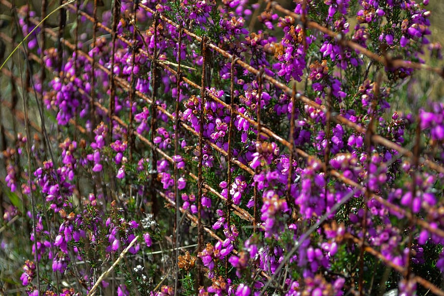 rust, plant, violet, plants, nature, rusty, old, metal, spring HD wallpaper