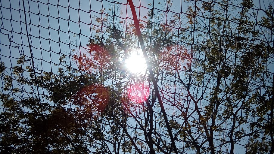 indonesia, cirebon, tree, sky, low angle view, sun, plant, lens flare HD wallpaper
