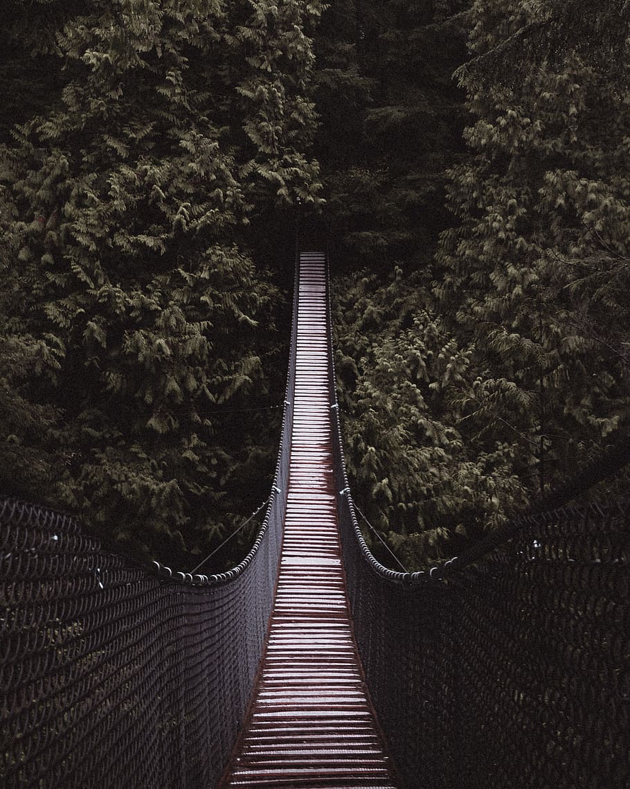 brown and black bridge between trees, the way forward, direction HD wallpaper