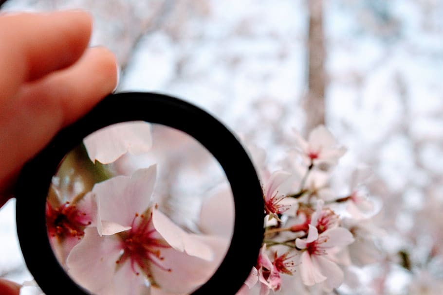 Person Holding Black Magnifying Glass, beautiful, bloom, blooming HD wallpaper