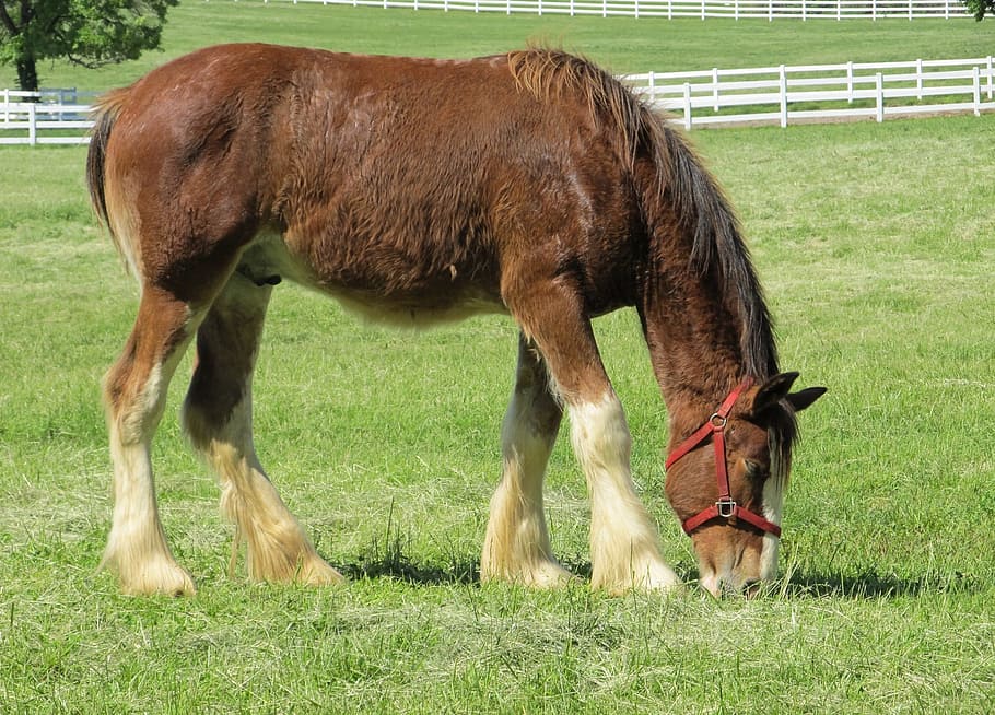 farm, clydesdale, animal, wild, nature, stable, horse, grass