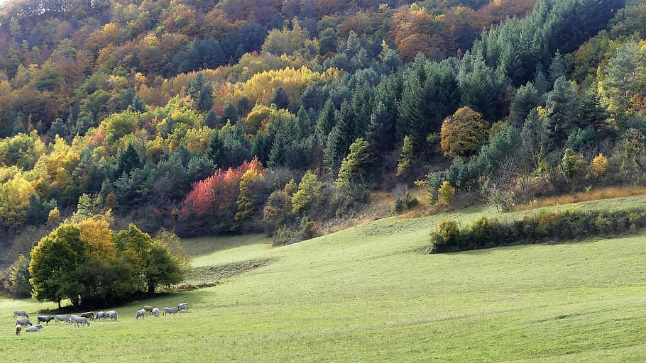 landscape, nature, trees, mountains, fall, color, meadow, sheep HD wallpaper