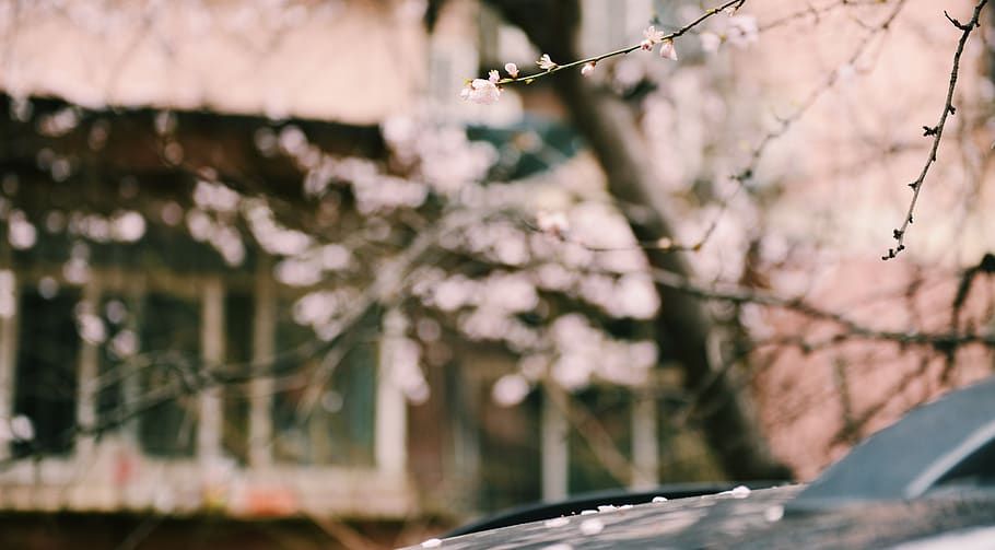 Shallow Focus of Pink Flowers, blur, branches, cherry blossoms HD wallpaper