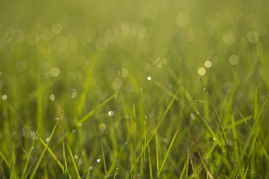 bokeh, greenspace, grass, backyard, lawn, water drops, dew HD wallpaper