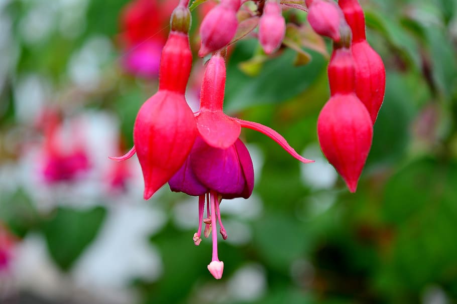 fuchsia, blossom, bloom, flower, close up, nature, plant, beauty in nature HD wallpaper