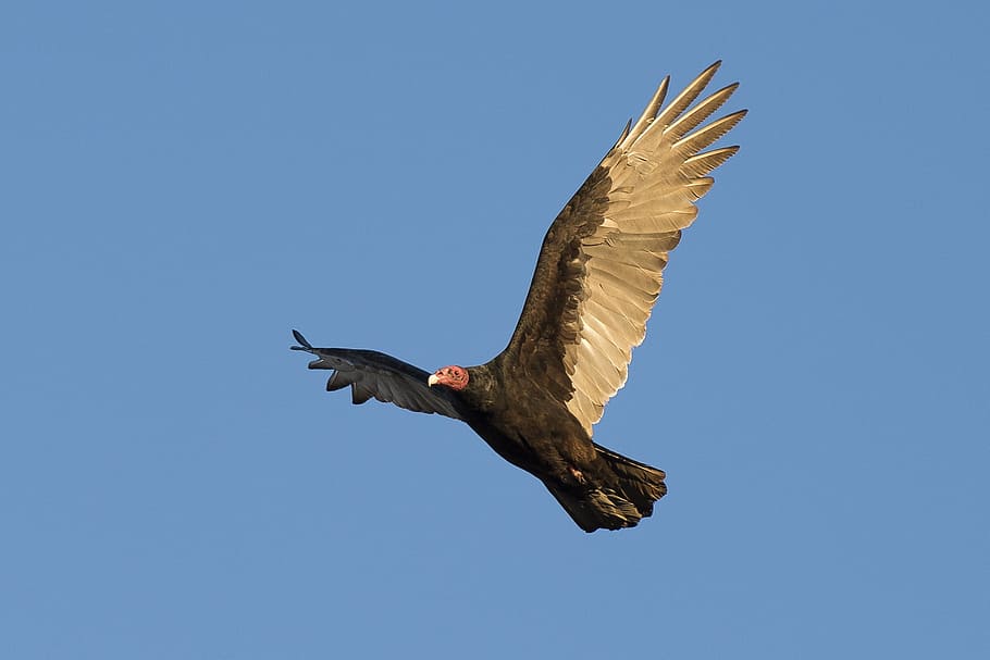 vulture, turkey, bird, flying, animal, wild, nature, animals in the wild HD wallpaper