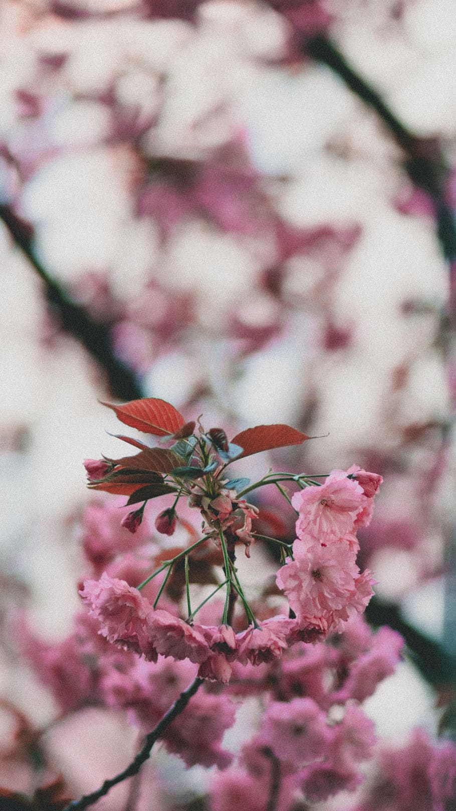 pink petaled flower, flowering plant, fragility, pink color, freshness HD wallpaper