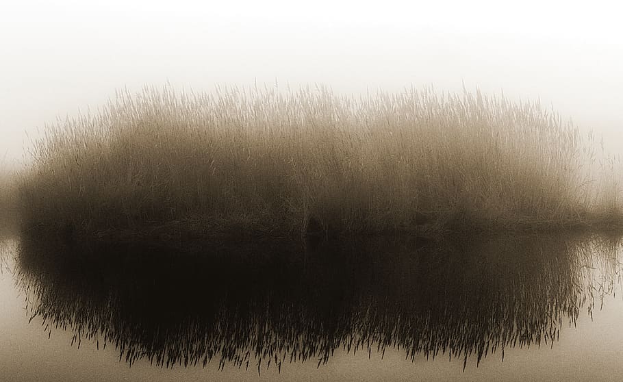no people, reflection, plant, tree, lake, water, grass, tranquility HD wallpaper