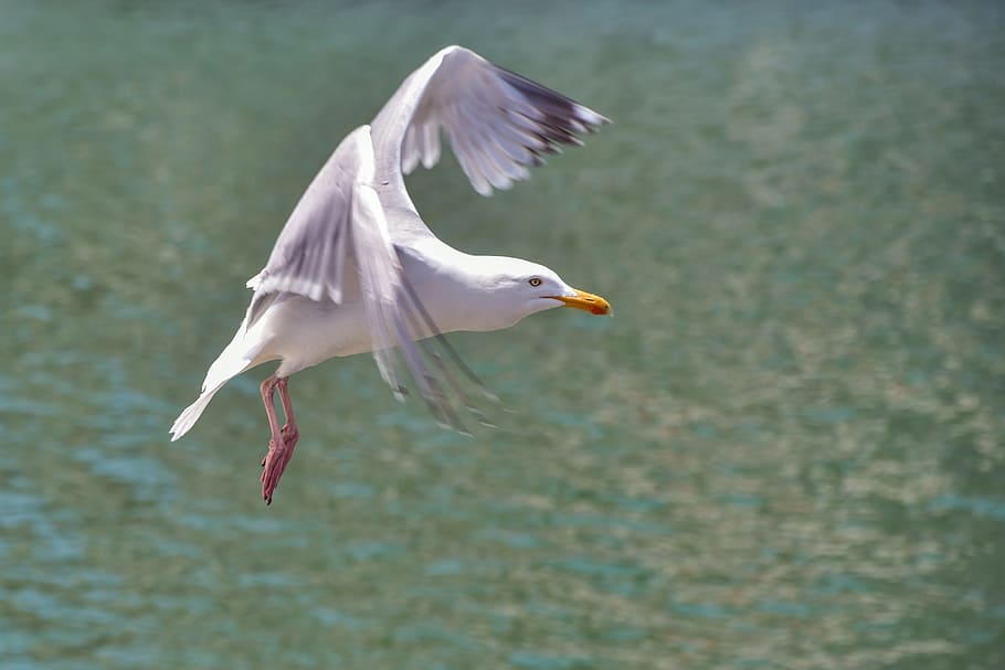 gull, flight, sea, bird, fly, seagull, animal, animal wildlife HD wallpaper