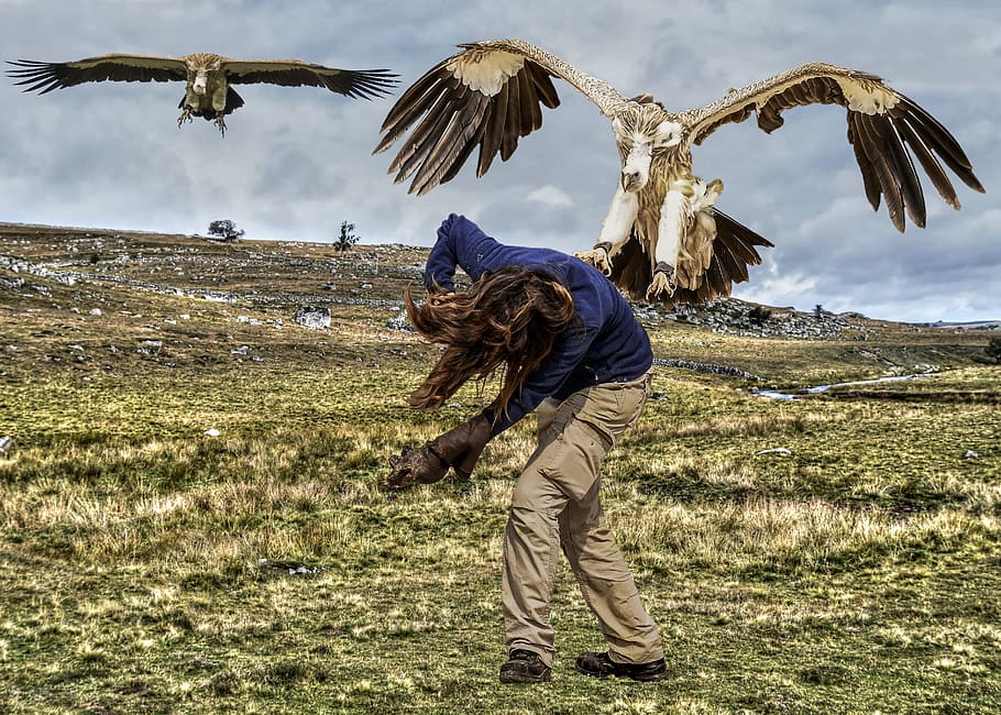 mounting, vulture, attack, girl, flight, one person, field HD wallpaper