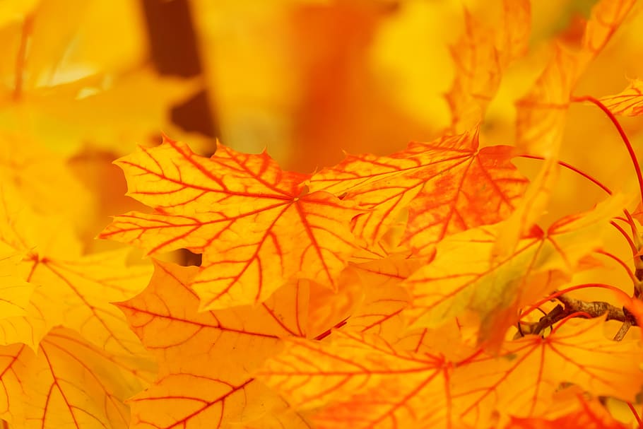 Yellow Leaves, blur, close-up, macro, maple leaves, autumn, plant part HD wallpaper
