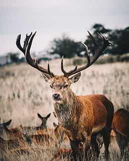 closeup photo of deer, stag, reindeer, forest, field, herd, rack HD wallpaper