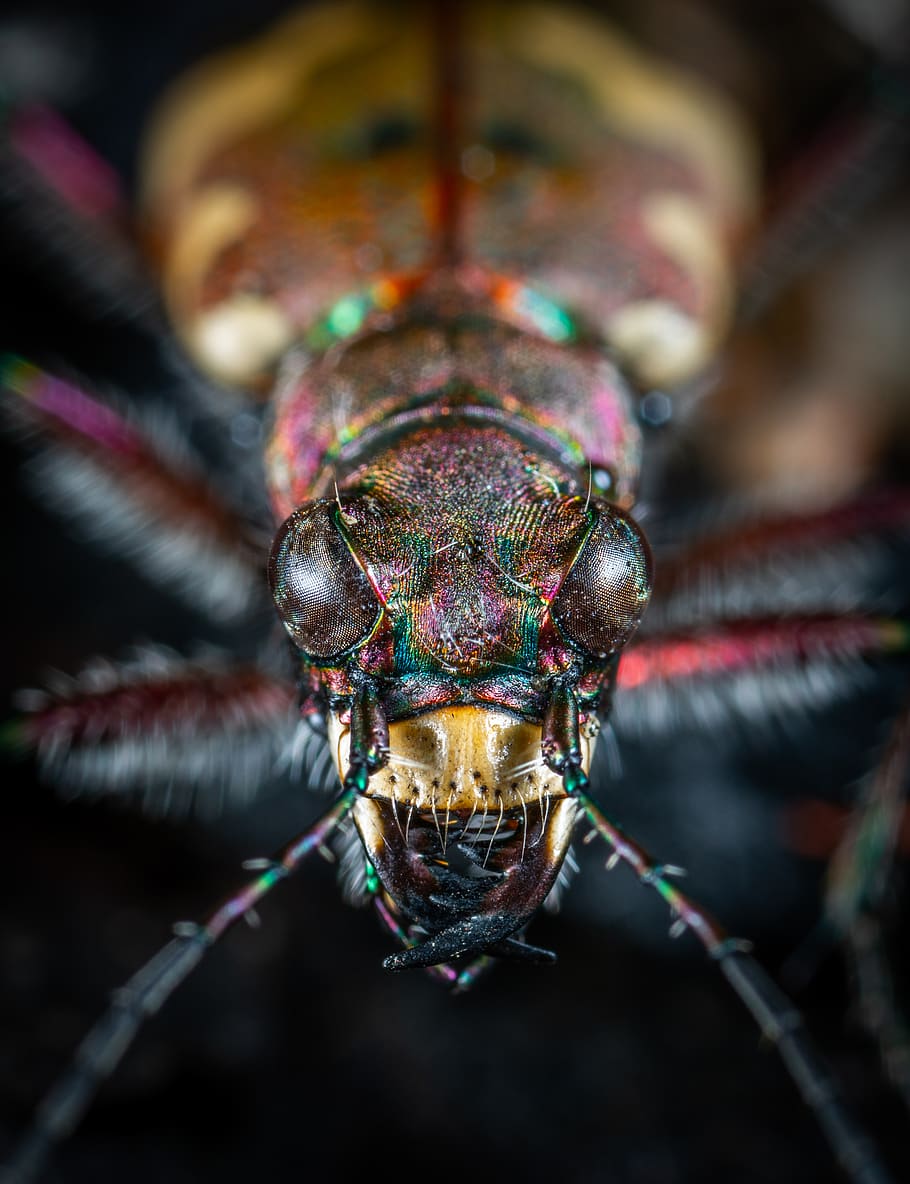Close-up Photography of Jewel Beetle, animal, blur, bug, color HD wallpaper