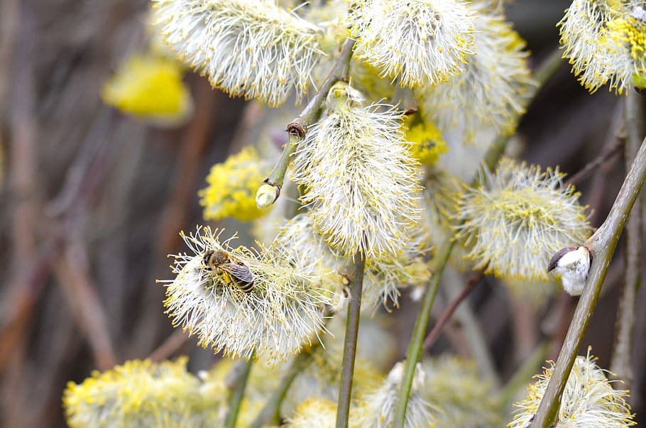 willow catkin, bee, pasture, spring, nature, close up, grazing greenhouse HD wallpaper