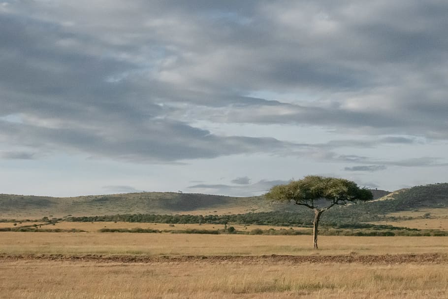 nature, field, savanna, outdoors, grassland, kenya, maasai mara, HD wallpaper