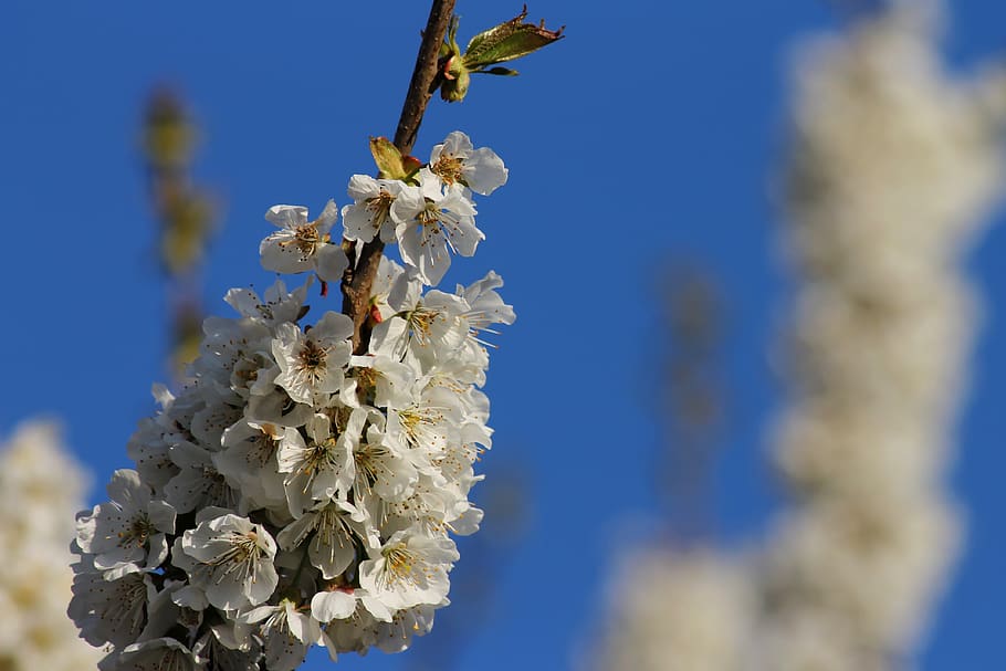 spring, flowers, branch, nature, tree, white, plant, flowering plant HD wallpaper