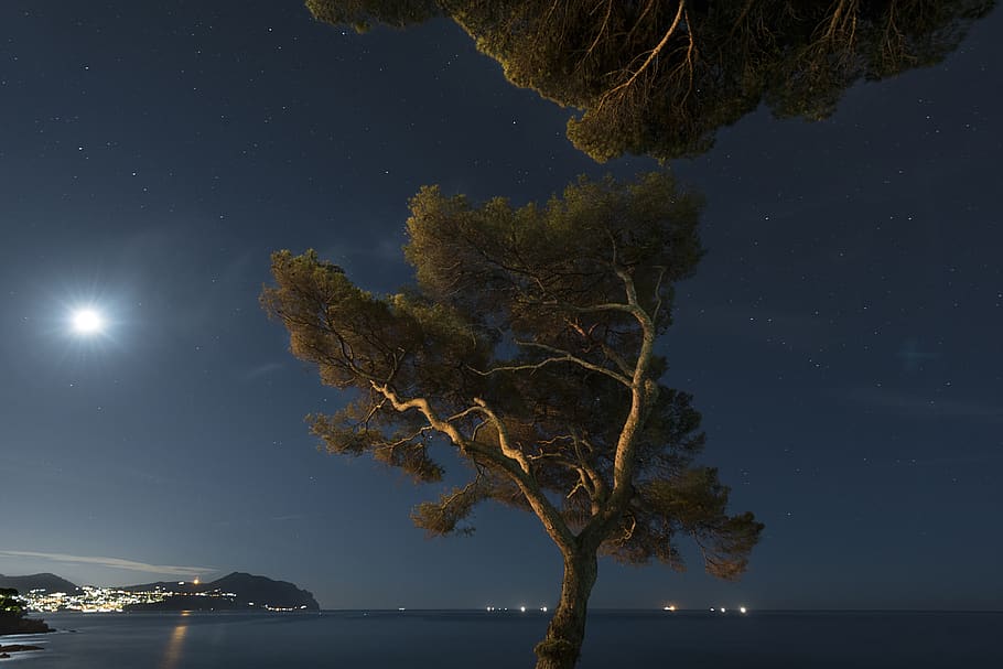 green tree beside calm water during daytime, night, sky, star - space HD wallpaper